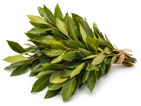 Dry Bay Leaf on Branch