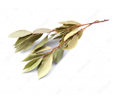 Branche de feuille de laurier séchée